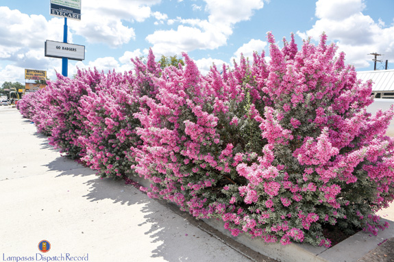 fall 2015 - sage in bloom
